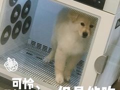 -宠小格时尚宠物生活馆(唐镇店)