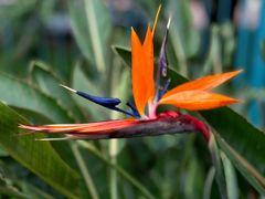 -国家植物园南园