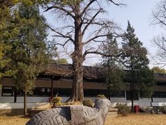 -苏州文庙(姑苏区)