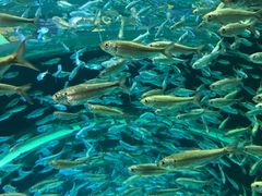 -瑞普利水族馆