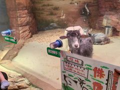 -正佳雨林生态植物园