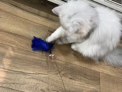 -1013 PET SHOP精品宠物商店(丁香店)