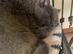 -Rabbit Cafe私房西餐甜点咖啡(栖霞路店)