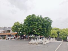 -巢湖姥山岛