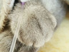 -瑞派宠物医院·24h·骨外科·皮肤科·全科宠物医疗转诊中心(沈阳浑南院)