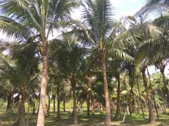 -红色娘子军纪念园