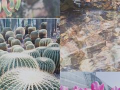 -南山植物园