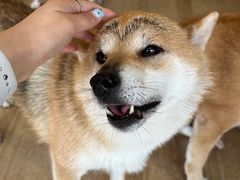 -南京Hallo宠物乐园·哈罗犬舍·柴犬繁育基地