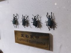 -上海昆虫博物馆
