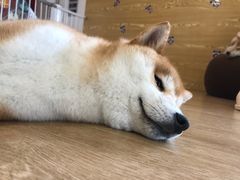 -南京Hallo宠物乐园·哈罗犬舍·柴犬繁育基地