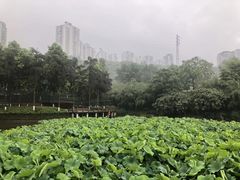 -龙头寺公园