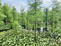 -池杉湖湿地公园
