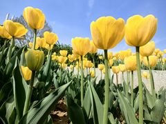 -石家庄市植物园