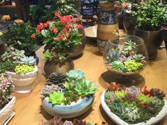 -双季花艺园艺市场(浦东店)