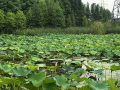 -昆山城市生态森林公园
