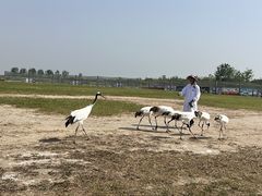 -盐城丹顶鹤湿地生态旅游区