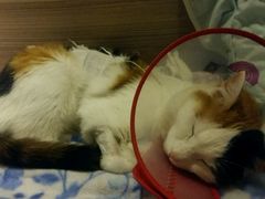 -佳怡动物医院·平价24小时·猫专科骨外科