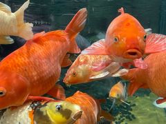 -上海海洋水族馆