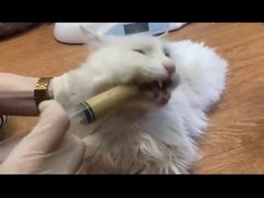 -北京观赏动物医院·24小时大型综合·猫专科·异宠专科