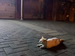 -舒小笼松针小笼包