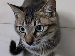 -纳吉亚猫专科动物医院博雅分院