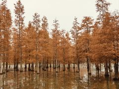 -白鹭湾湿地公园