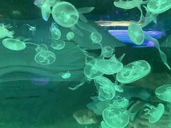 -苏州海洋馆