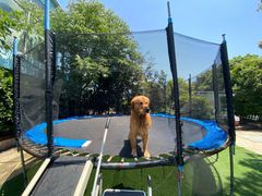 -汪说喵讲宠物乐园宠物酒店(红星美凯龙店)