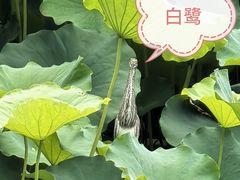 -光明港公园