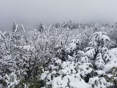 -武陵山森林公园