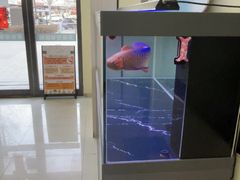 -天宠宠物医院24小时·急重症诊疗中心·全科·腔镜特色(和平分院)