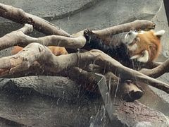 -武汉动物园