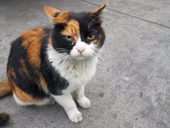 -镇江龙·火锅串串(武侯祠店)