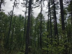-莫尔道嘎国家森林公园