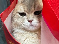 -美联众合宠物医院·爱萌分院·内外科·猫科中心