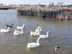 -南大港湿地风景区