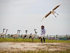 -盐城丹顶鹤湿地生态旅游区