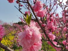 -南汇桃花村