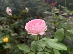 -人民公园(罗湖区)