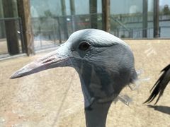 -盐城丹顶鹤湿地生态旅游区