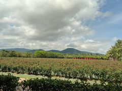 -亚龙湾国际玫瑰谷