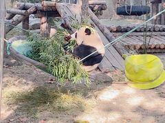 -上海野生动物园