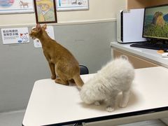 -谐和益家动物医院·免疫绝育·血液透析·宠保定点医院(高新伊藤分院)
