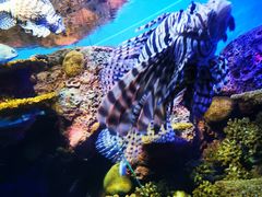 -上海海洋水族馆