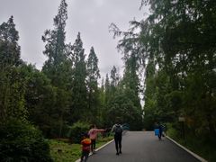 -东平国家森林公园