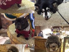 -more than meow吴止猫主题餐厅(承德 中船汇店)