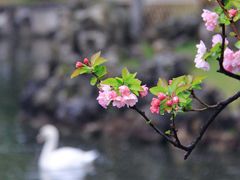 -莫愁湖公园