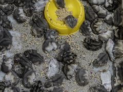 -青石桥花鸟鱼虫市场(叠翠城店)