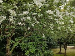 -新虹桥中心花园