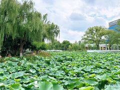 -荷花公园